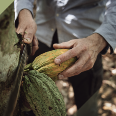 017. Granos de cacao Sustentable_1_CB OK