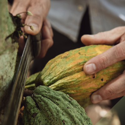 018. Granos de cacao sustentable_2_CB OK